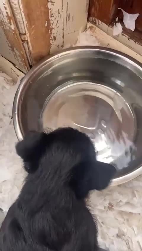 Scottish Terrier dogs for sale: Adorable Scottish Terror Puppies  - Video 5