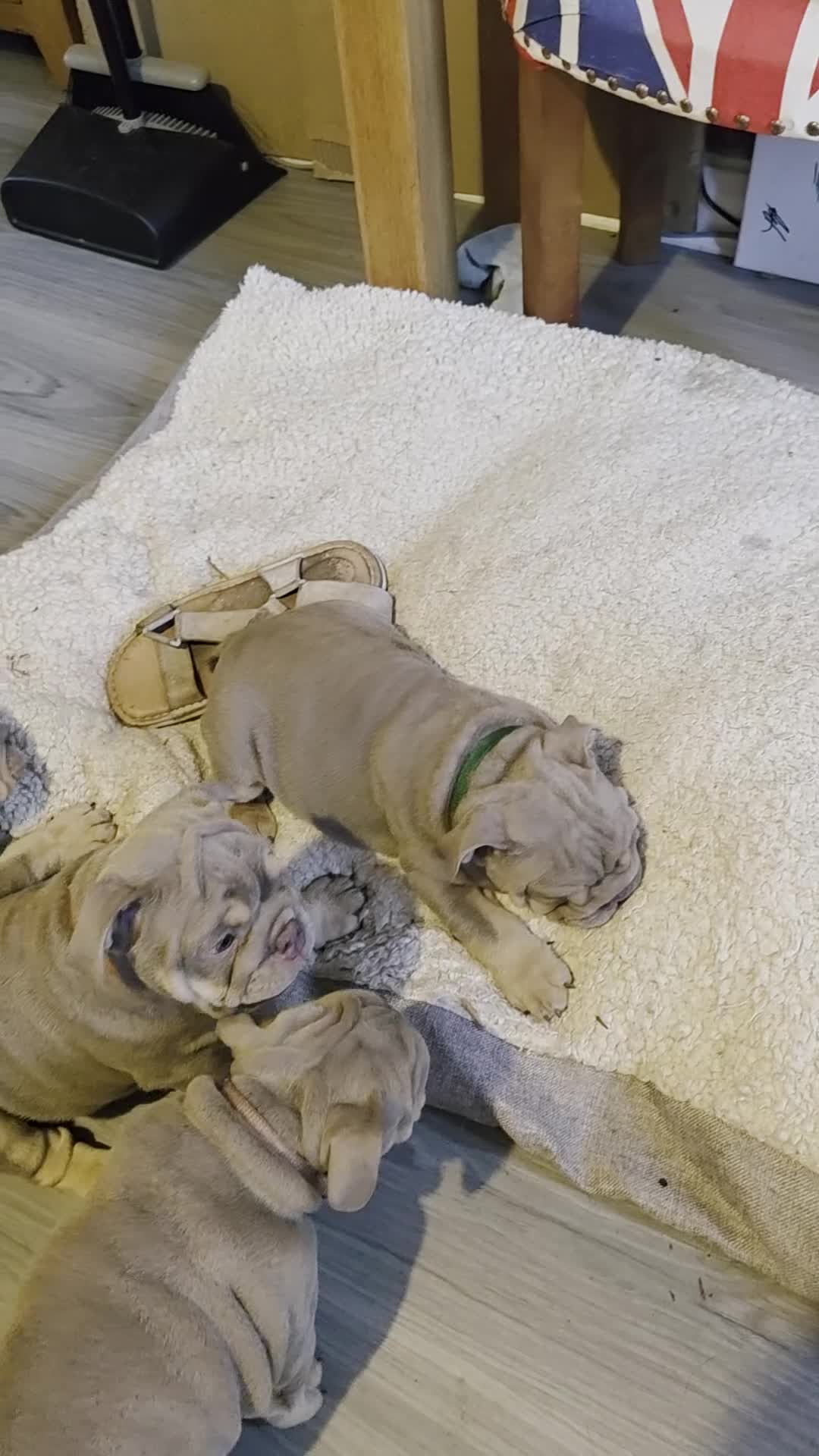 English Bulldog dogs for sale: Rare opportunity- grandpups of Burleybullz Nemesis - Video 3