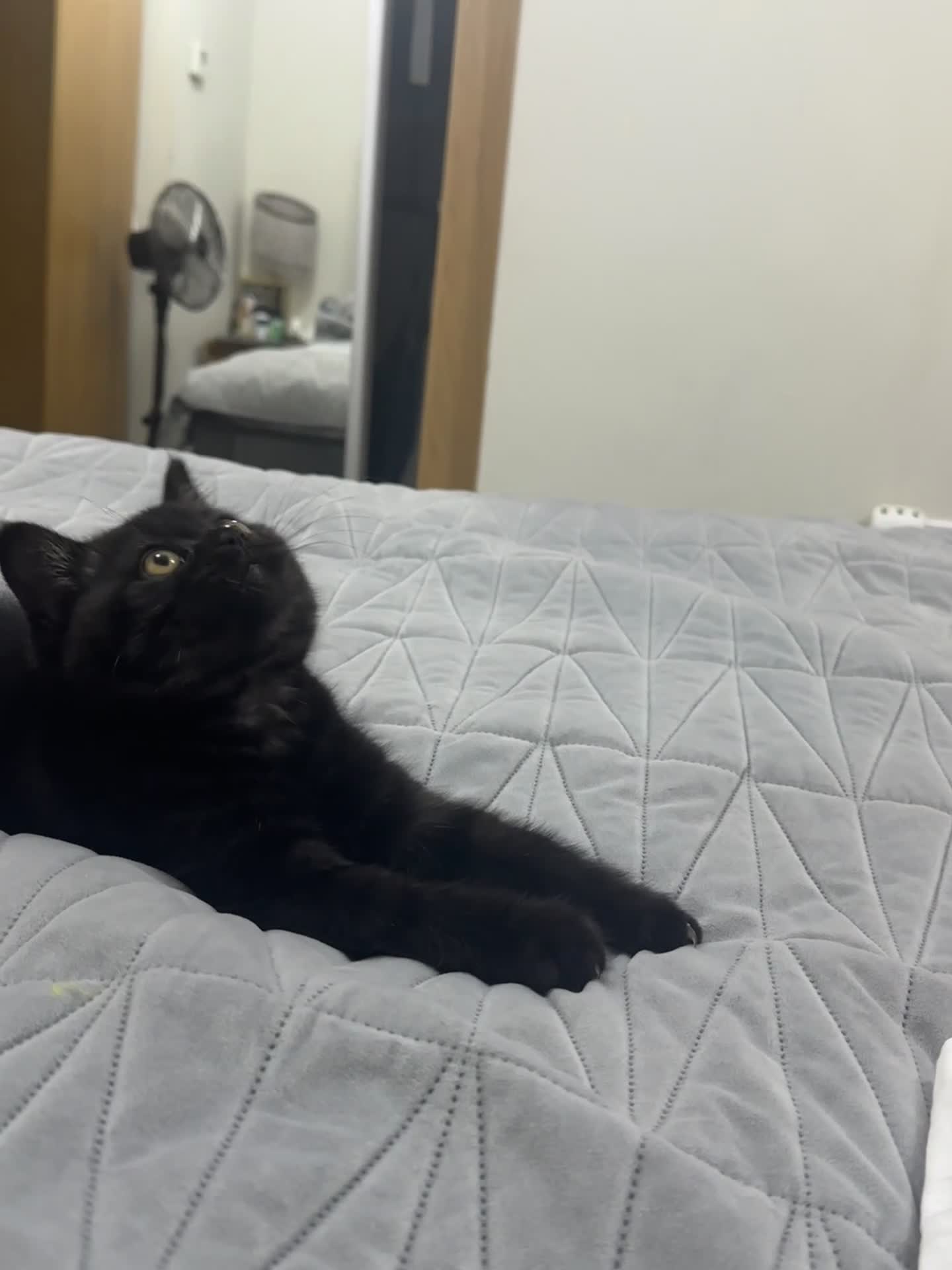 British Shorthair cats for sale: Take me home🏡, I need a loving family🙏❤️🥰🐈‍⬛ - Video 1