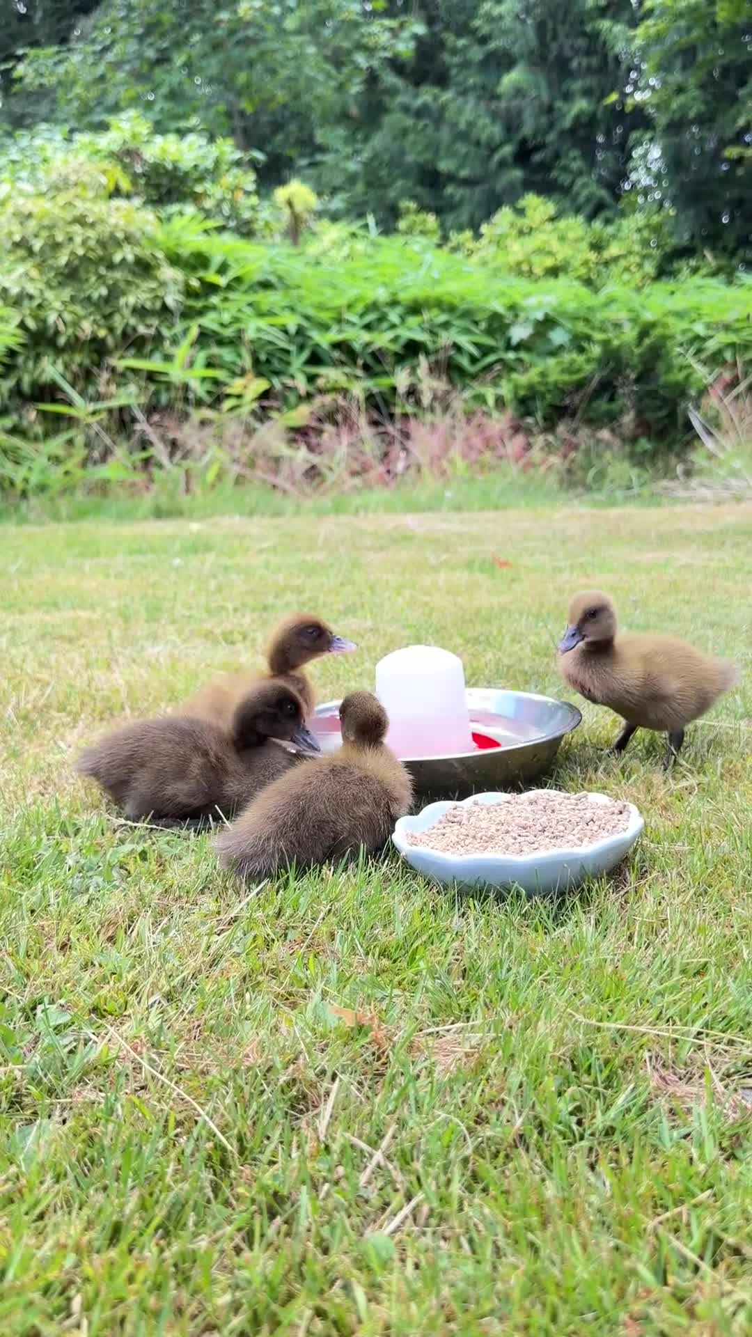 Ducks poultry for sale: Khaki Campbell Ducklings  in Shrewsbury - Video 2