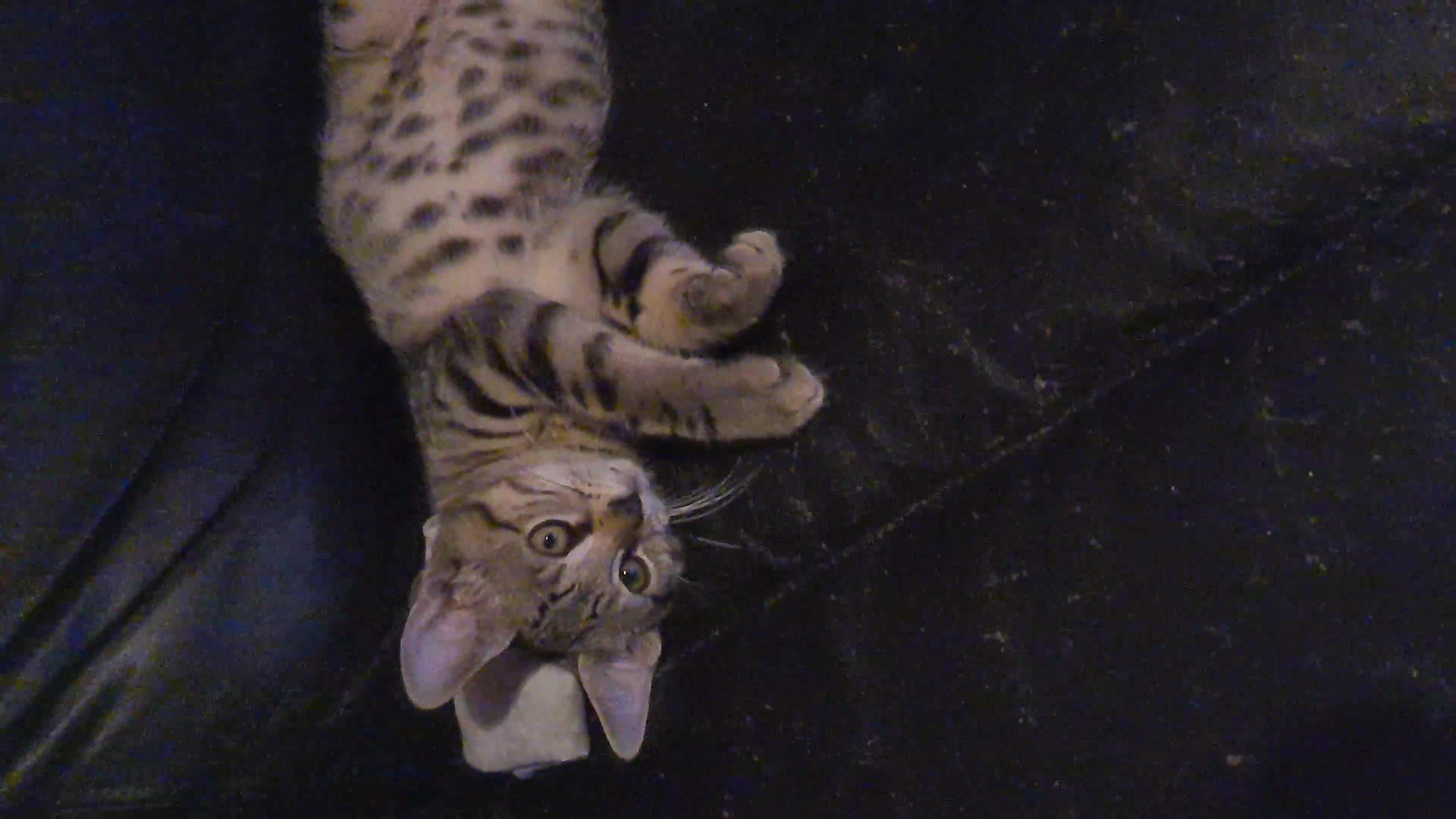 Bengal cats for sale: Mixed bengal kittens   - Video 3