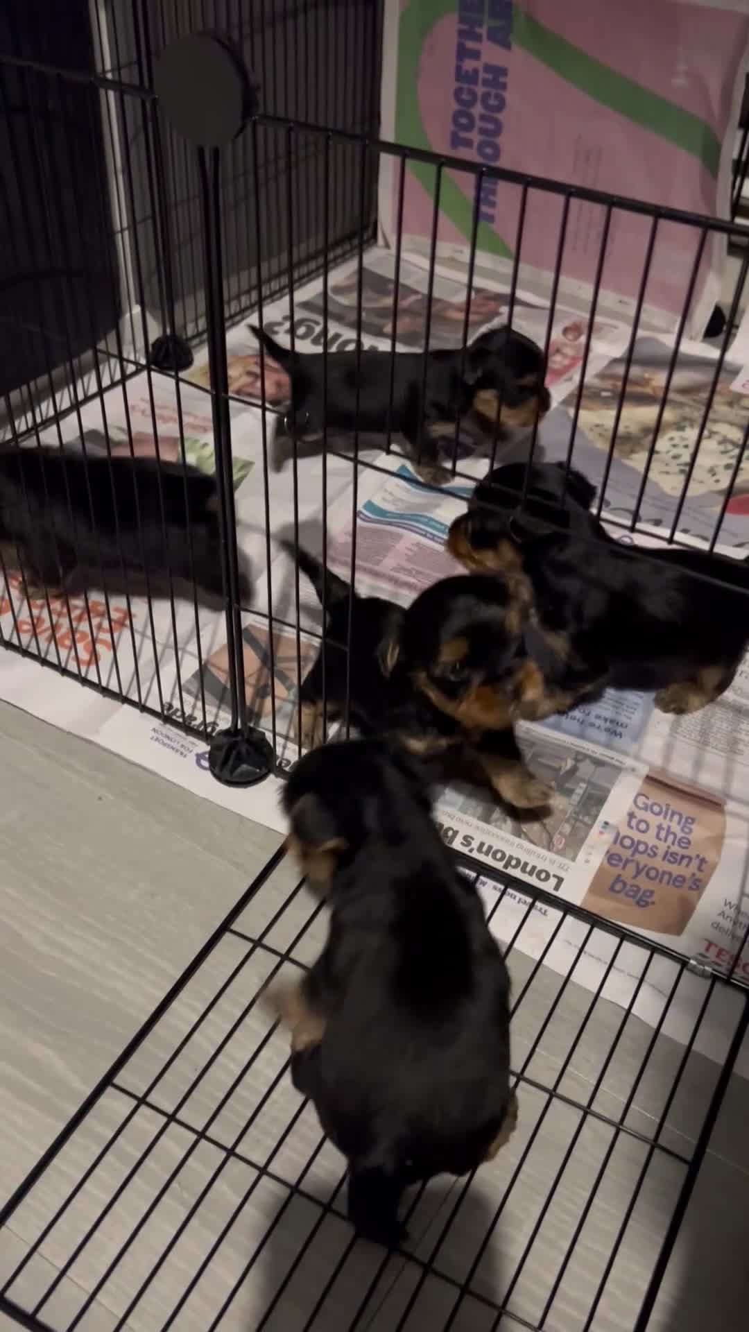 Yorkshire Terrier dogs for sale: Yorkies puppy’s  - Video 4