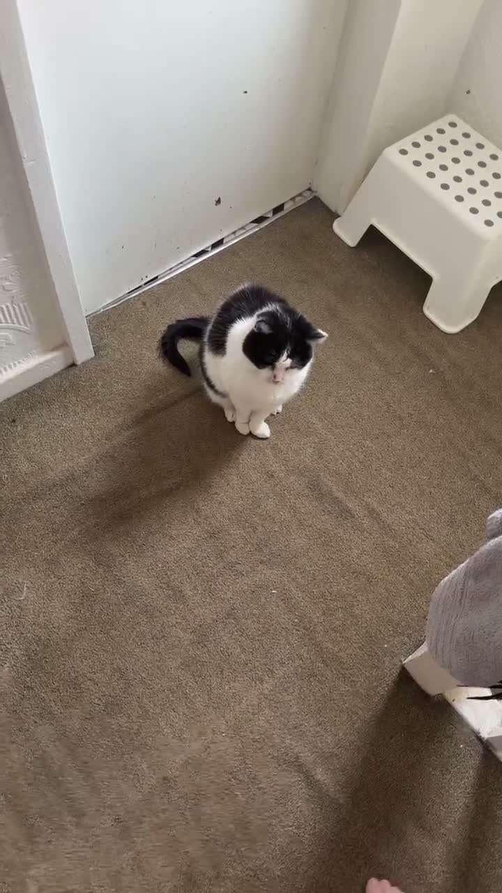 Mixed Breed cats for sale: Rehoming cat - Video 1