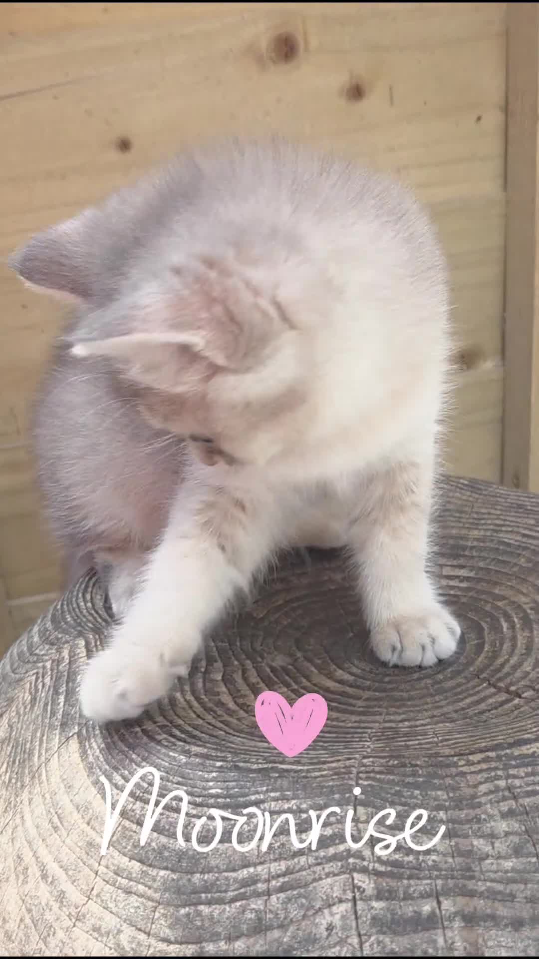 British Shorthair cats for sale: 💎 Price Reduced, Ready to leave now 🥰🏡 - Video 1