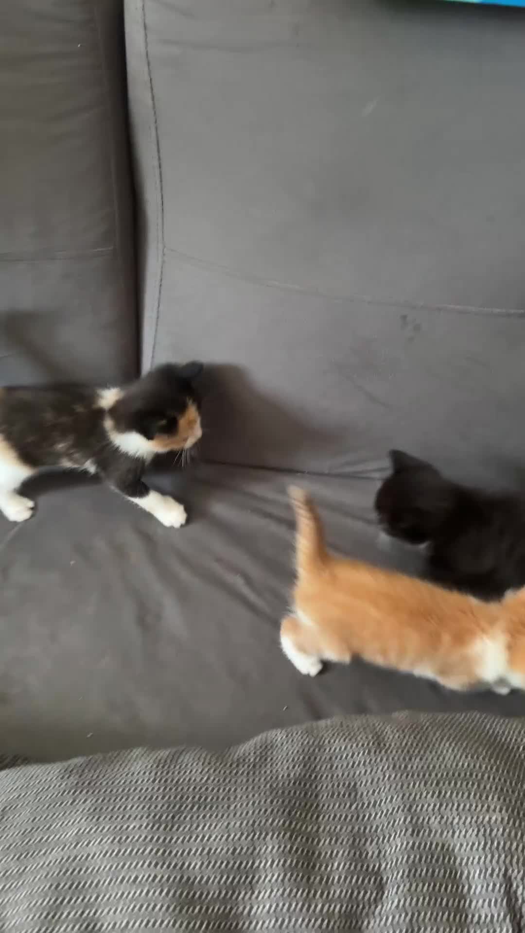 Mixed Breed cats for sale: Mix Breed Kittens - Video 1