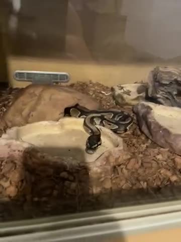 Python Snake reptiles for sale: Royal python snake with vivarium in Bedford - Video 1