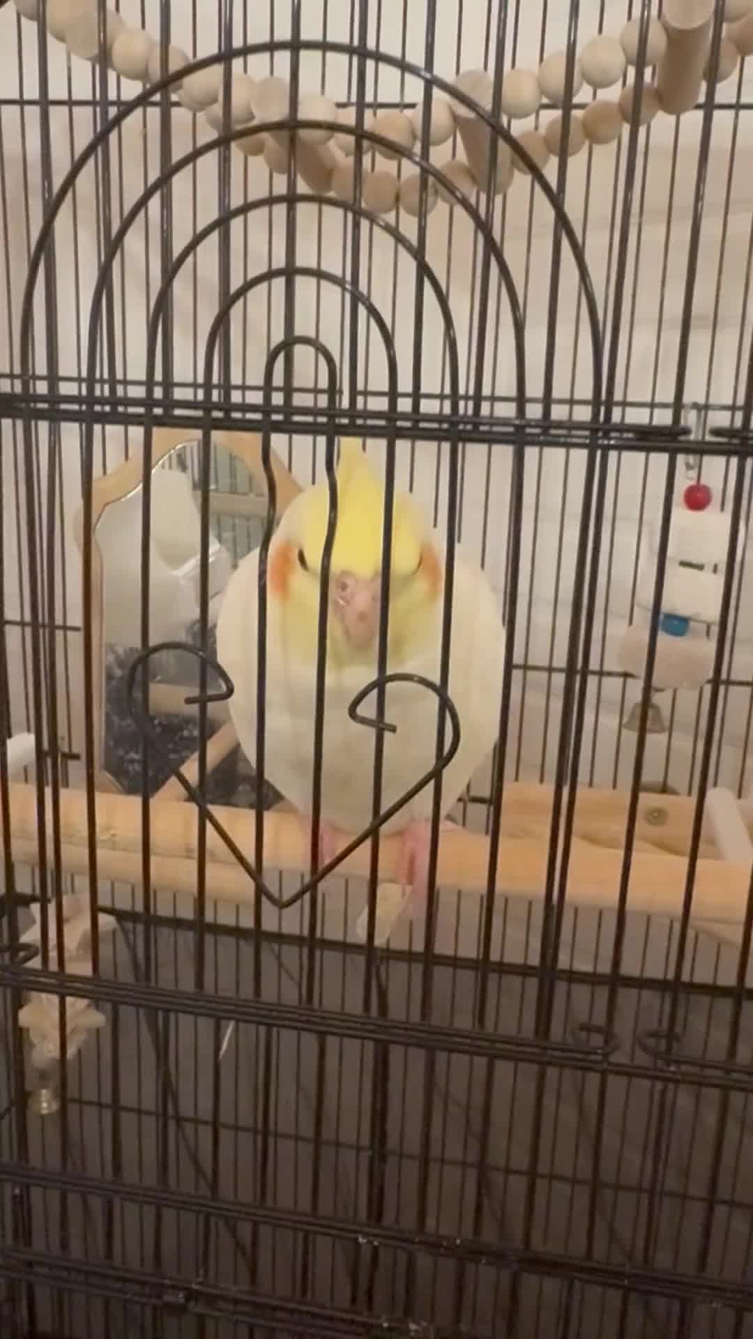 Cockatiels birds for sale: Cockatiel Hand tame - Video 1