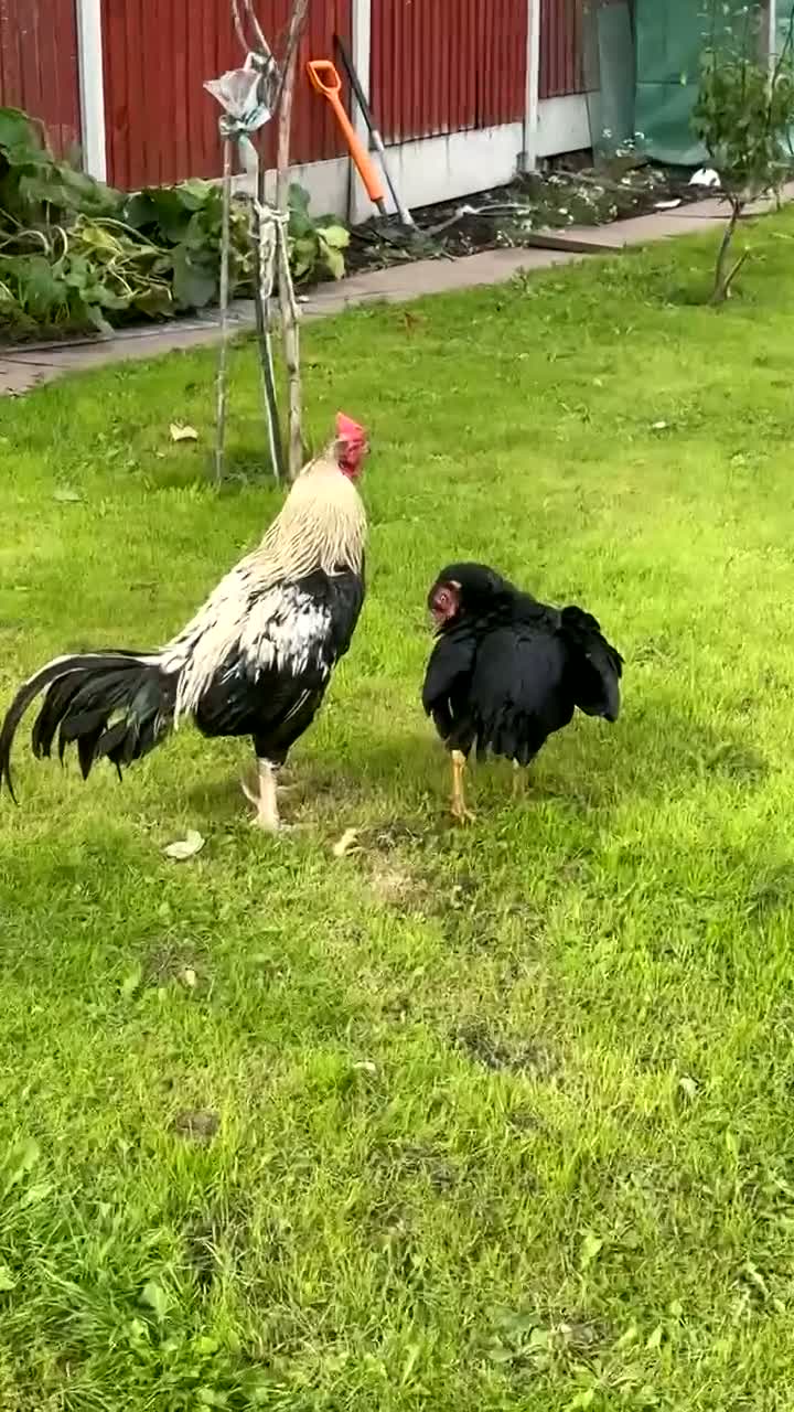 Chickens poultry for sale: Aseel chicken - Video 1