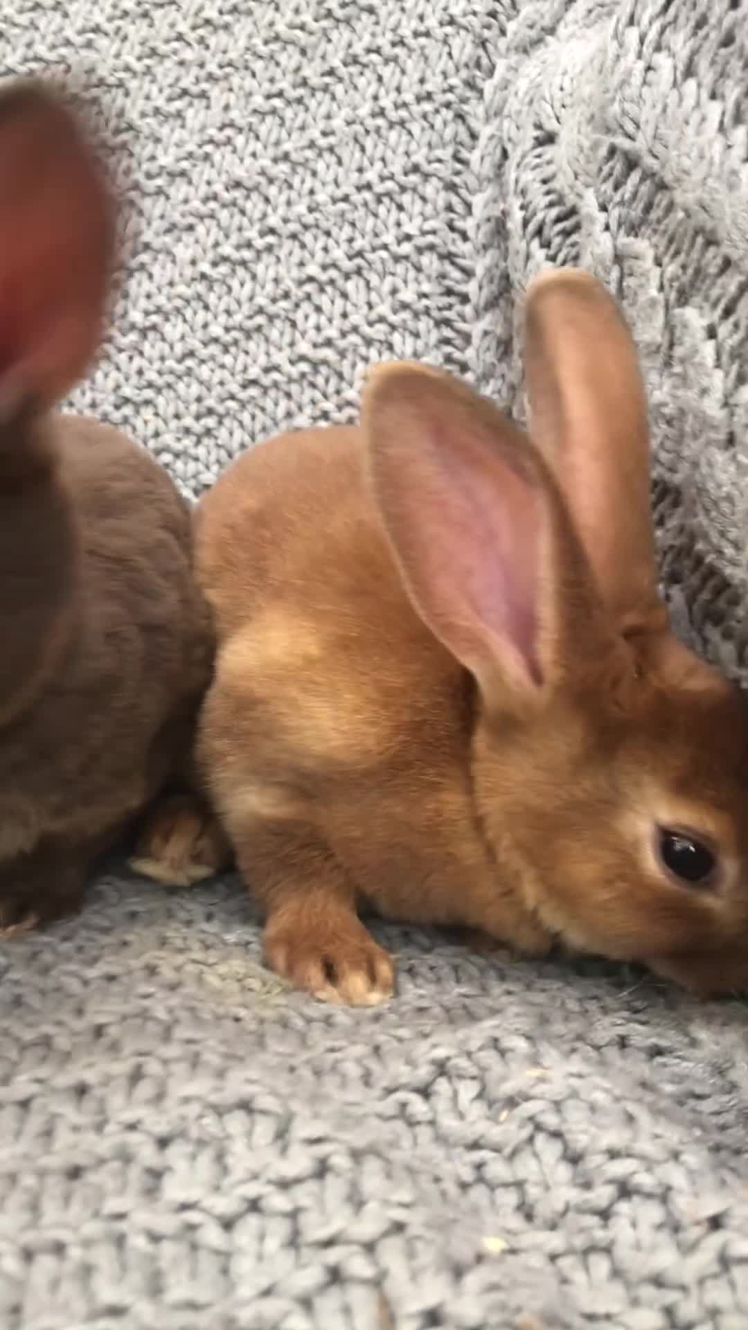 Rex rabbits for sale: Beautiful velvet mini Rex & Rex rabbits - Video 2