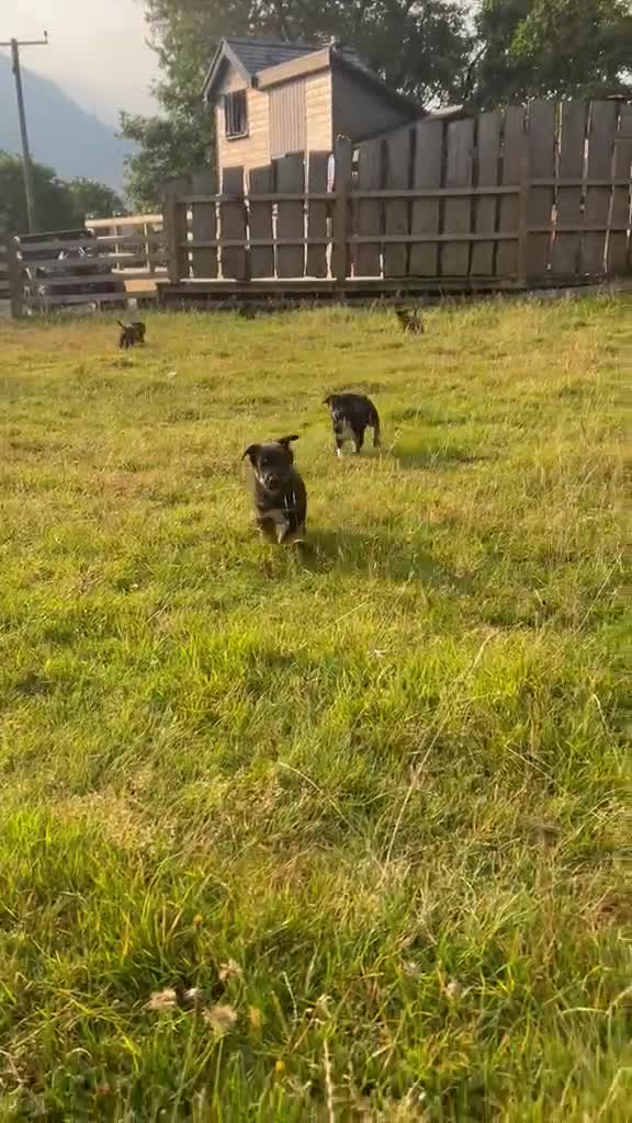 Border Collie dogs for sale: Gorgeous litter of Border Collies in Machynlleth - Video 4