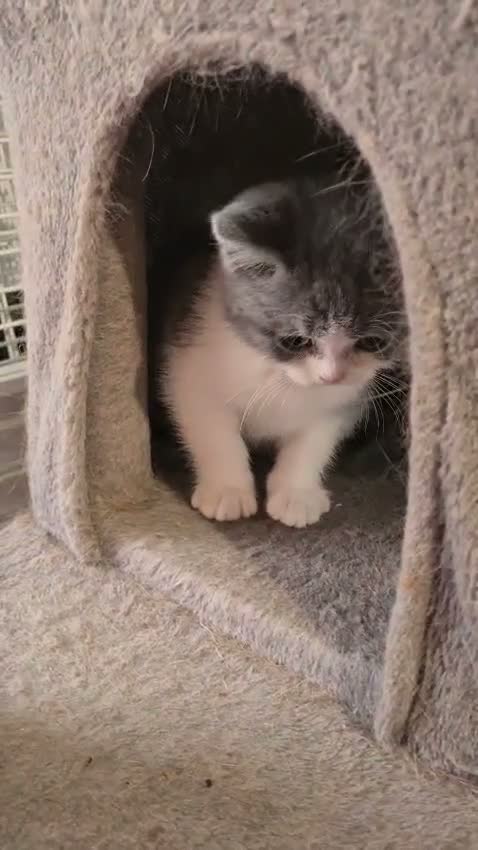 British Shorthair cats for sale: 2 GORGEOUS BRITISH SHORTHAIR KITTENS! - Video 2