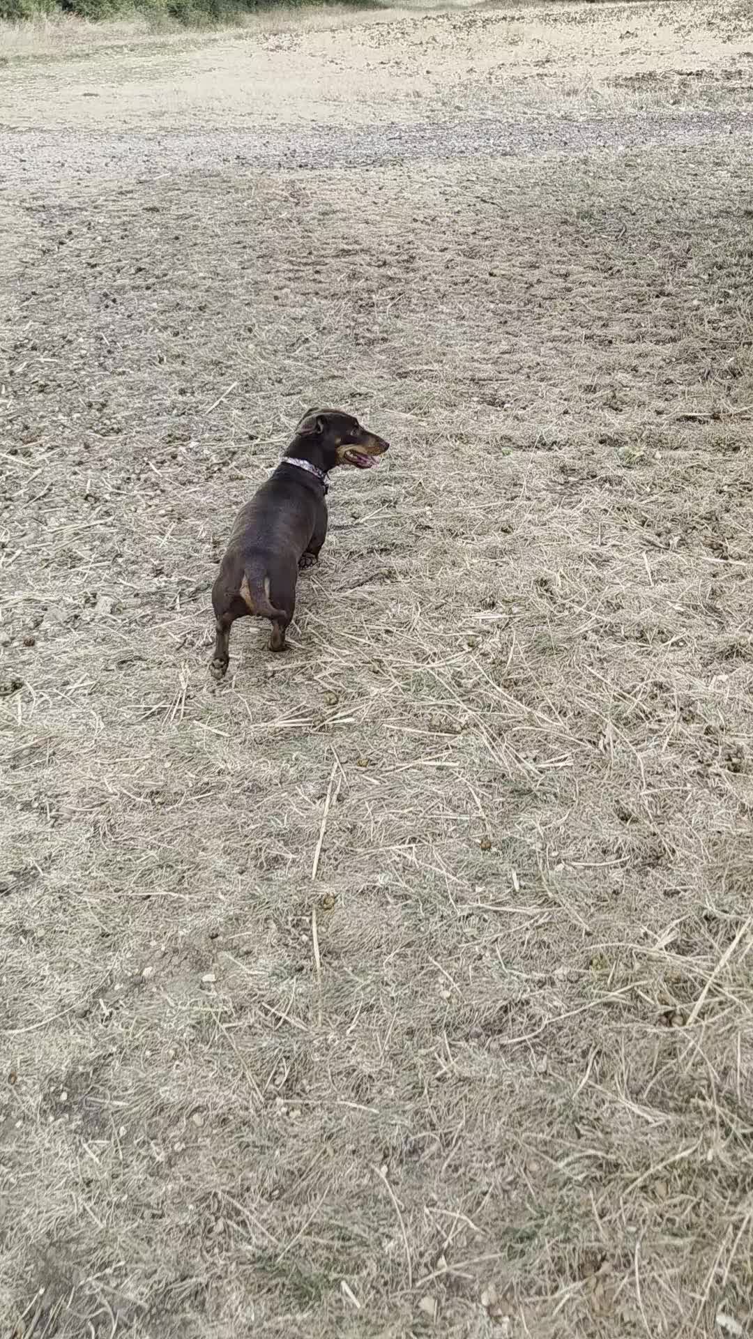 Miniature Dachshund dogs for sale: Scout 2 year old dachshund - Video 1