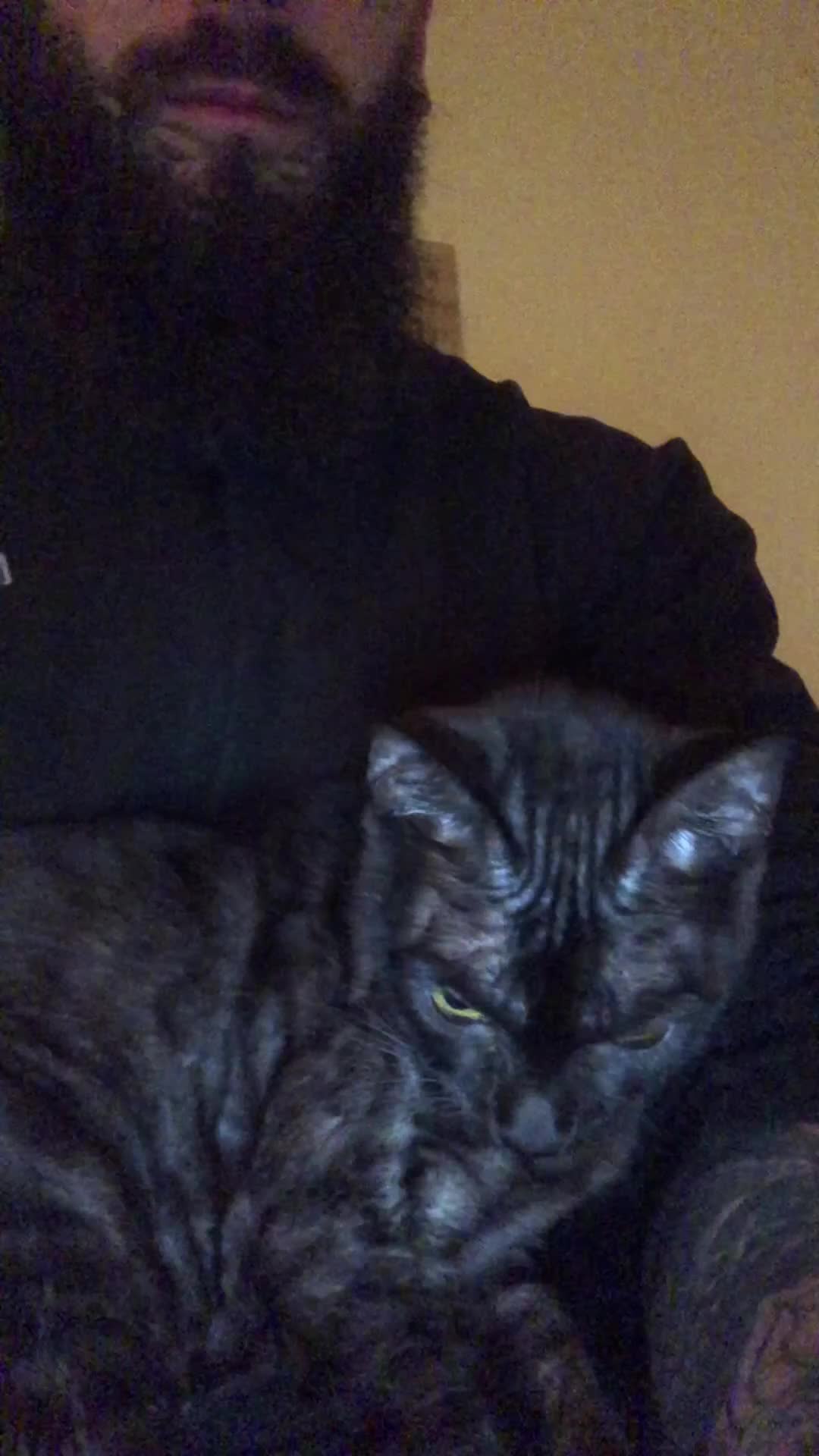 Bengal cats for sale: Well socialised kittens & retired breeding females - Video 2