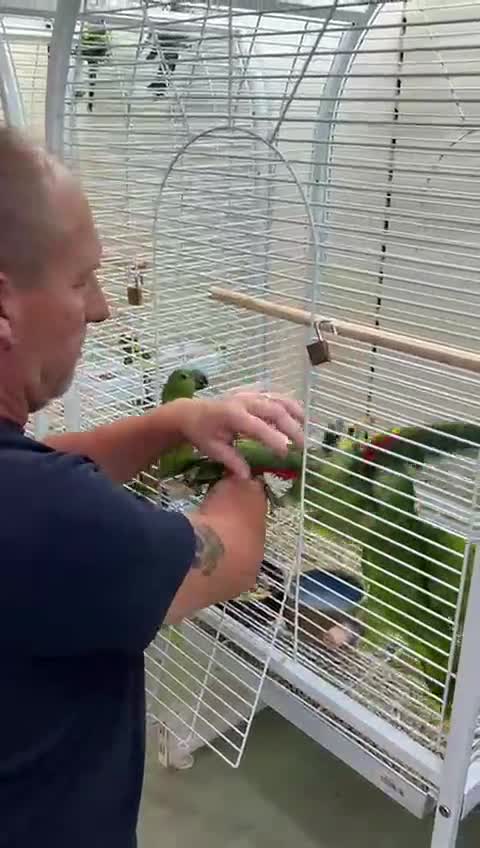 Parrots birds for sale: Hand Reared Blue Fronted Amazons - Video 1
