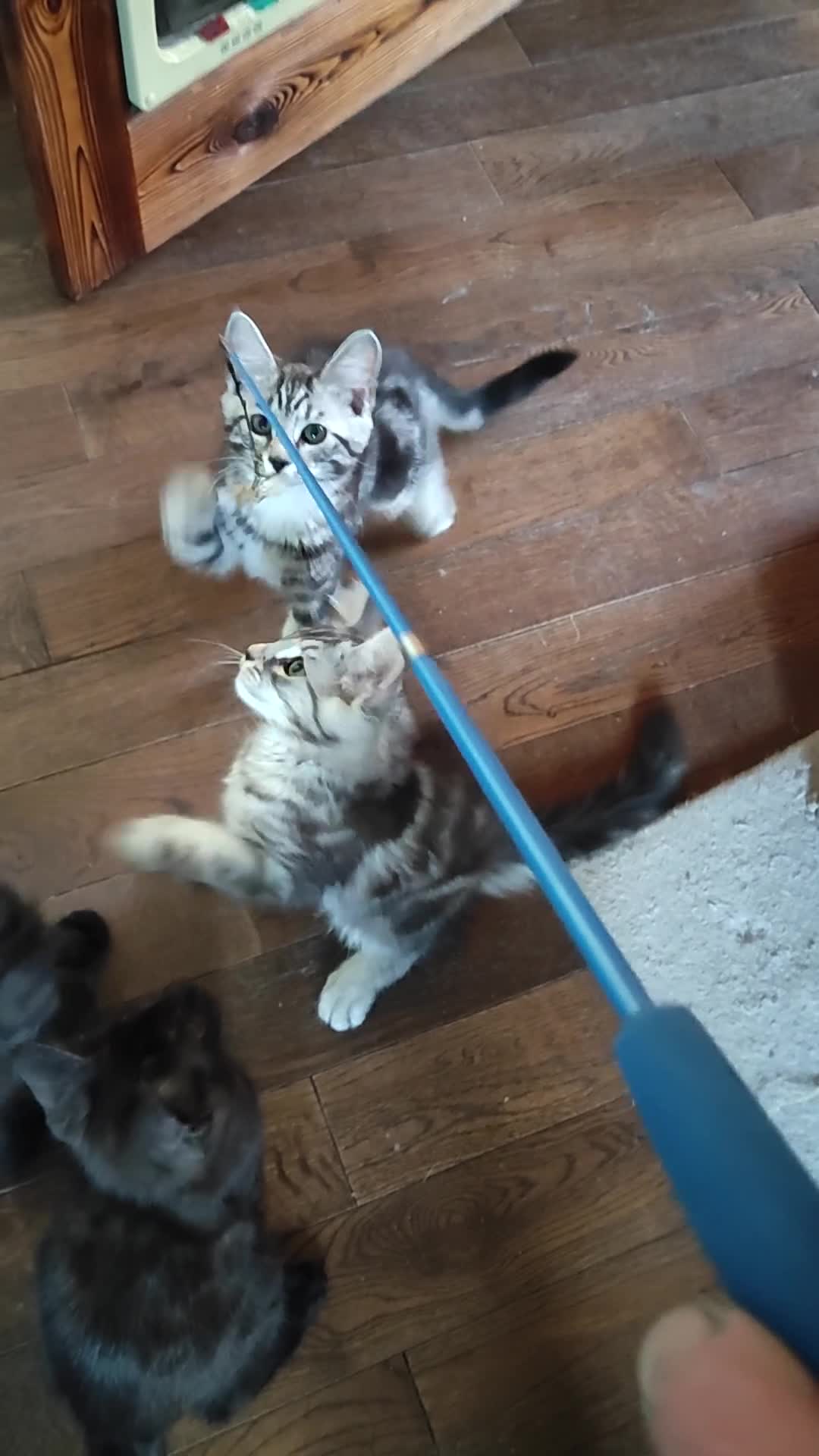 Maine Coon cats for sale: Beautiful Maincoon cross kittens  - Video 1