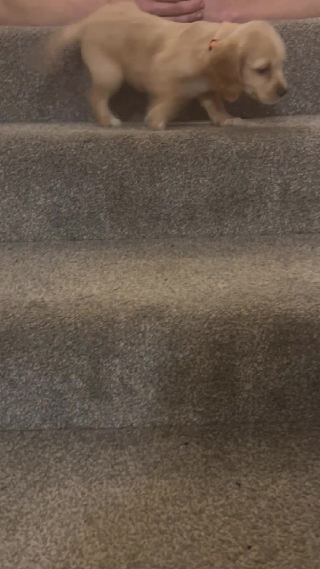 Cocker Spaniel dogs for sale: 3 Cocker Spaniel Puppies. 💙💙💙 - Video 3