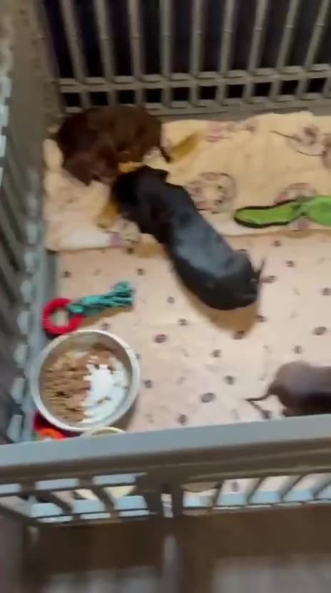 Miniature Dachshund dogs for sale: Mini dachshund smooth 1 choc&tan boy available  - Video 2