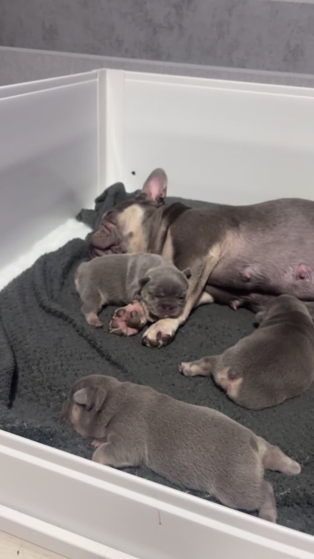 French Bulldog dogs for sale: Female lilac and tan french bulldog called Rose ❤️ - Video 1