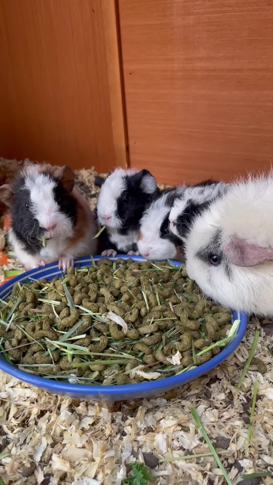 Guinea Pig rodents for sale: Pure breed Teddy Guinea Pigs - Video 1