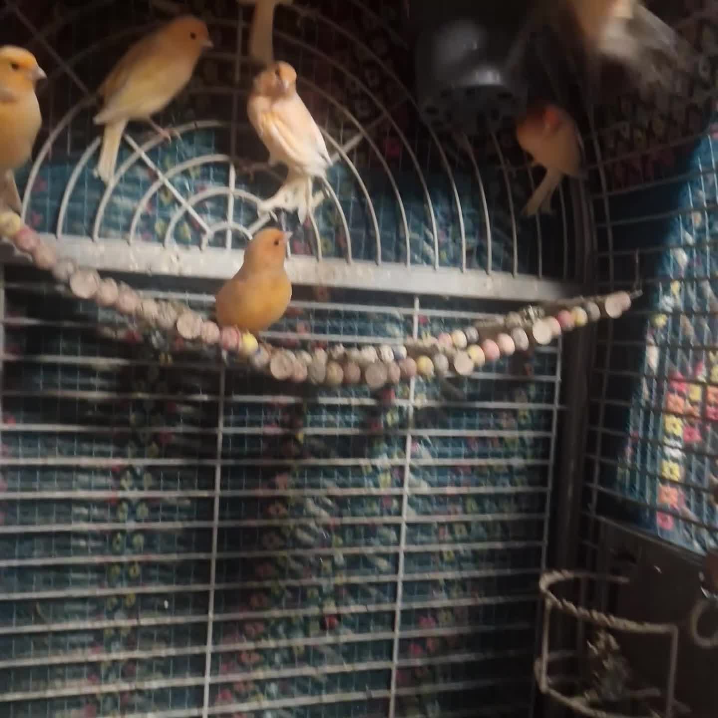 Canaries birds for sale: Canaries for sale and cage - Video 1