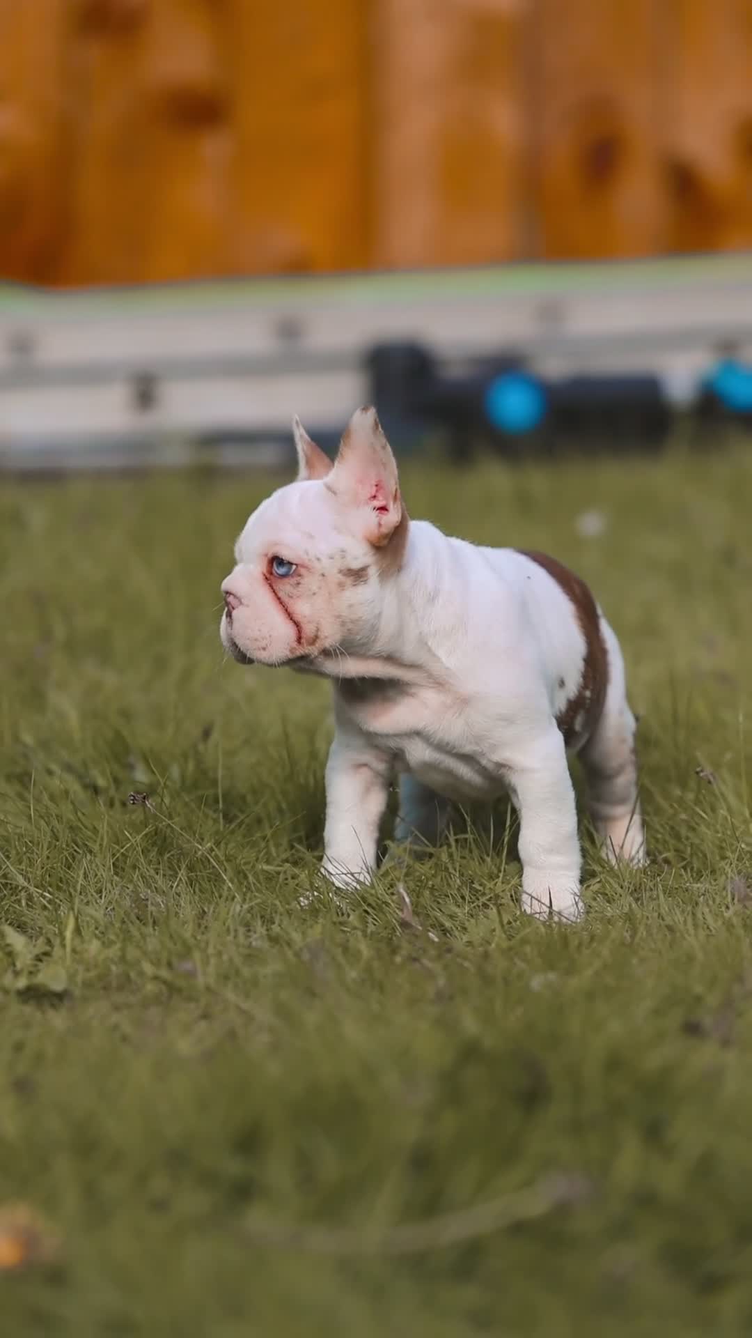 French Bulldog dogs for sale: QUALITY!! HEALTH CLEAR!! FRENCH BULLDOG PUPS!  in Durham - Video 3