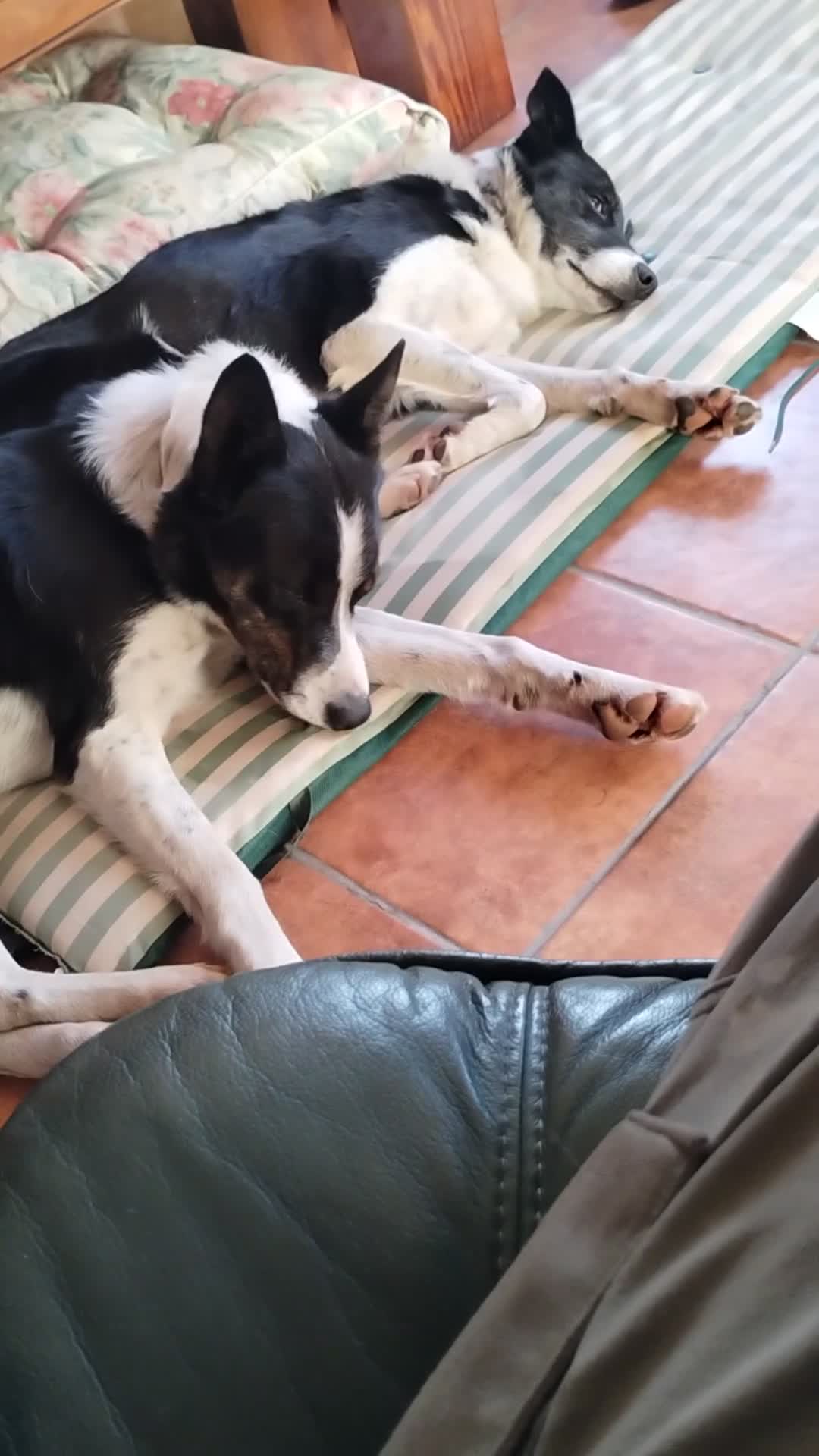Border Collie dogs for sale: Dave.  - Video 1
