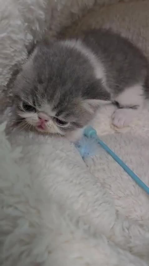 Persian cats for sale: Two beautiful MALE kittens 🐈‍⬛ 🐈‍⬛  - Video 1