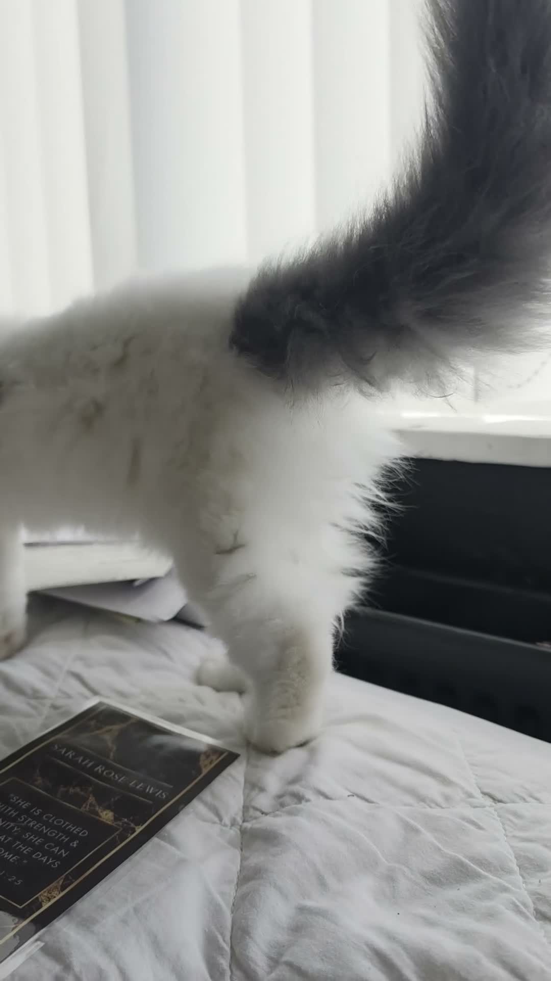 Persian cats for sale: 🐾 Beautiful Kitten Looking for Her Forever Home  - Video 1