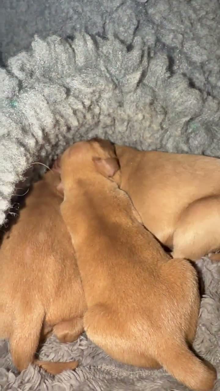 Mixed Breed dogs for sale: Fox Red Labrador / Hungarian Vizsla pups  - Video 3