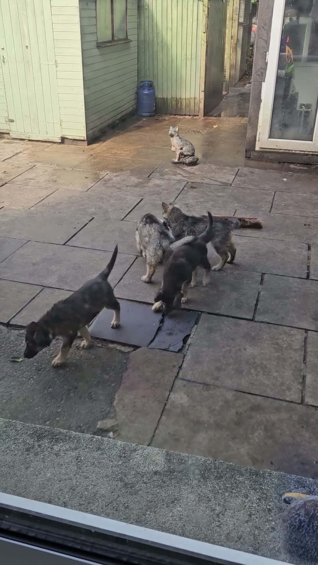 German Shepherd dogs for sale: German shepherd's  - Video 1