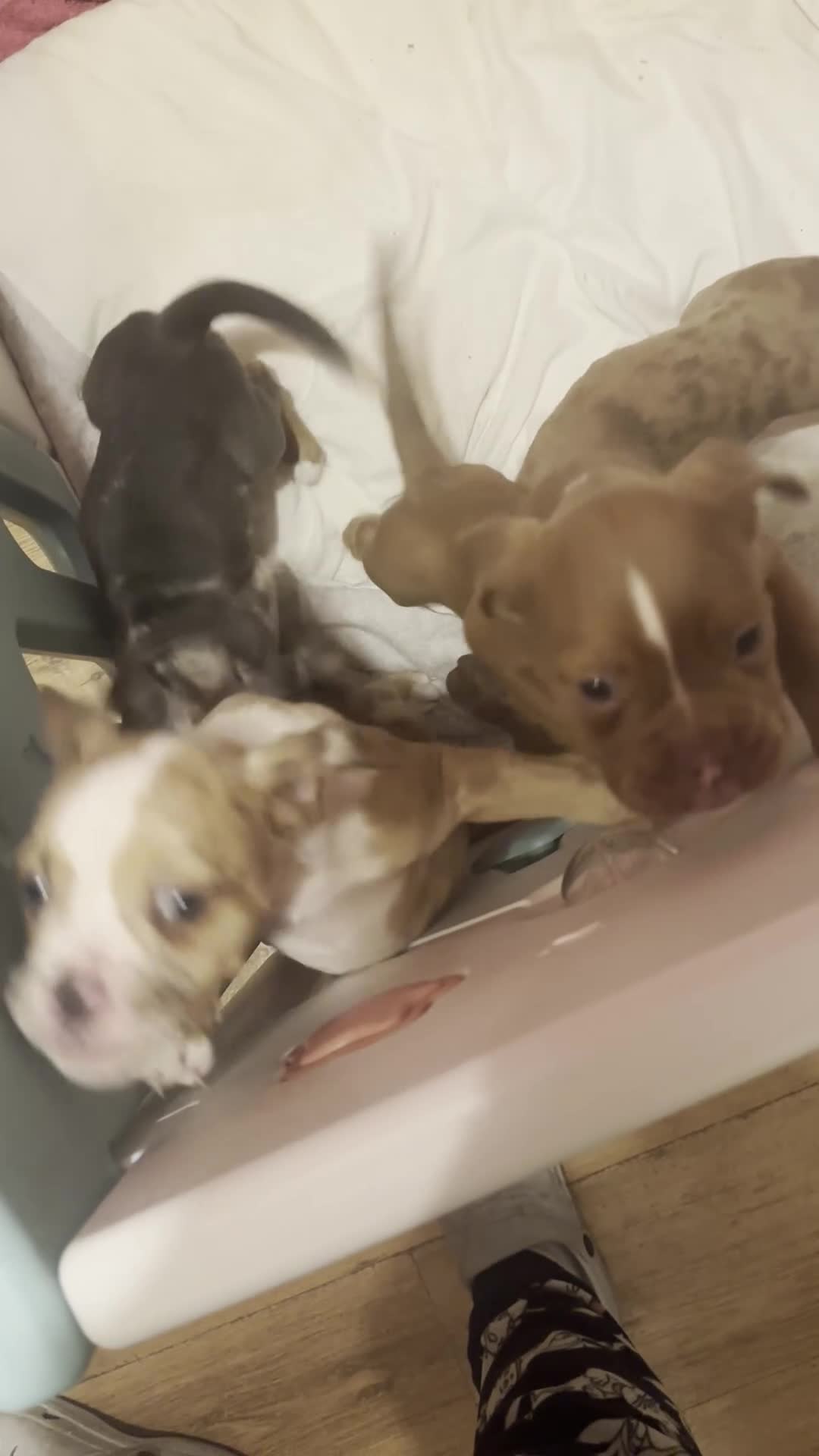 Old Tyme Bulldog dogs for sale: Old Tyme Bull Dog Puppies ( 8 weeks old) - Video 1