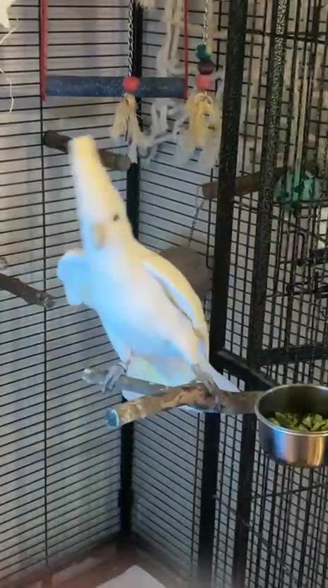 Cockatoo birds for sale: Male & Female Ducorp Cockatoo  - Video 2