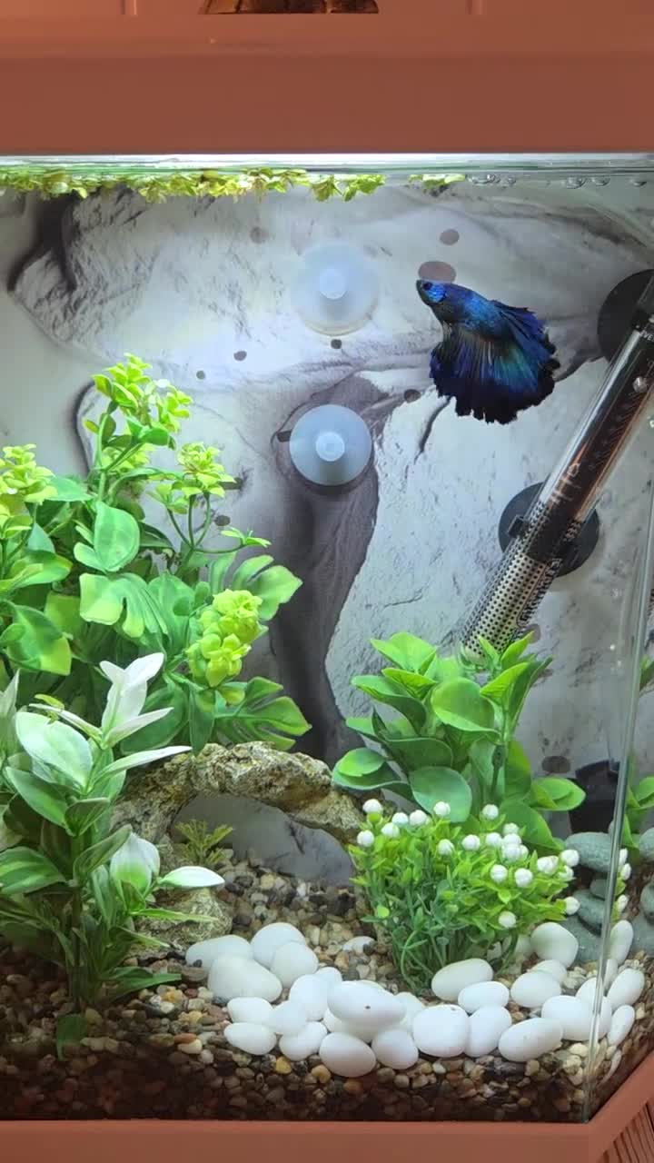 Bettas fish for sale: Male Super Delta Betta & Accessories  in Staines - Video 1