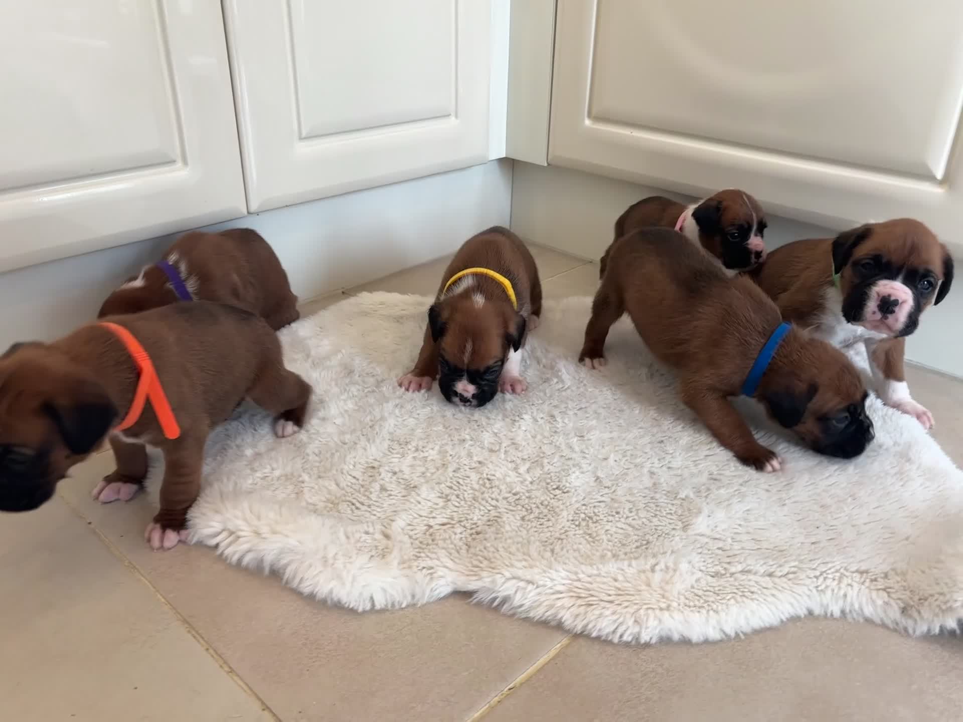 Boxer dogs for sale: Boxer puppies - Video 1