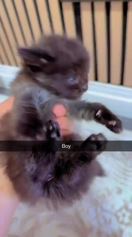 Mixed Breed cats for sale: British short hair mixed with british long hair in Sheffield - Video 1