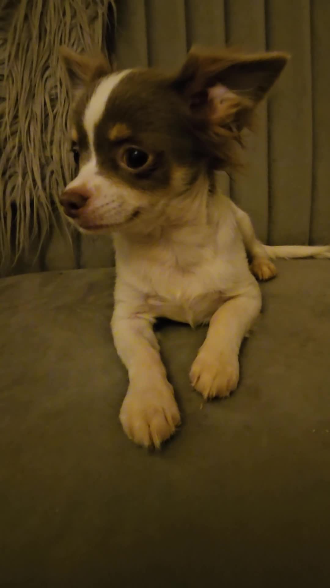 Chihuahua dogs for sale: Chihuahua Puppies–Stunning Colours–Ready for Homes - Video 1
