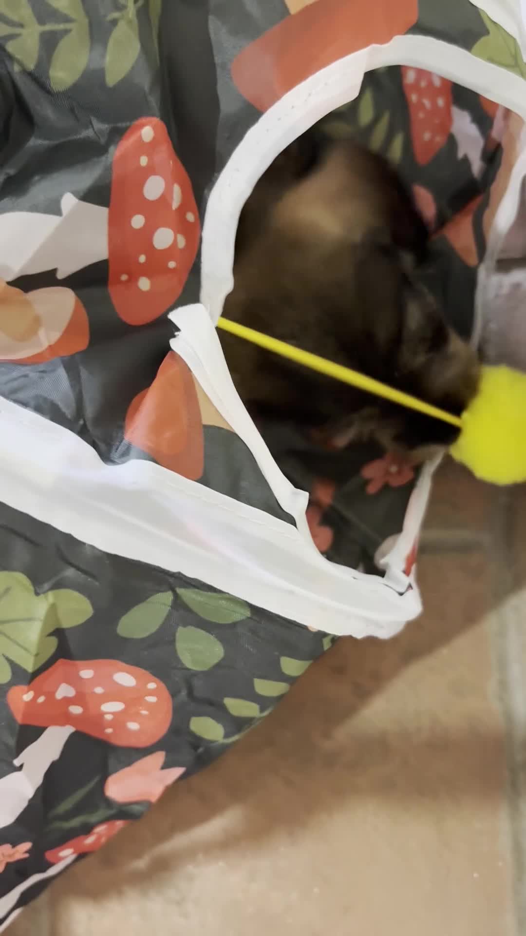 Miniature Dachshund dogs for sale: Mini Wire-haired Dachshunds - Video 4