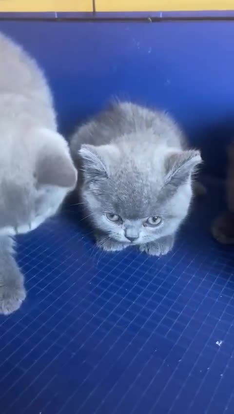 British Shorthair cats for sale: GCCF registered ChampionBloodline 5GENpedigree BSH - Video 1