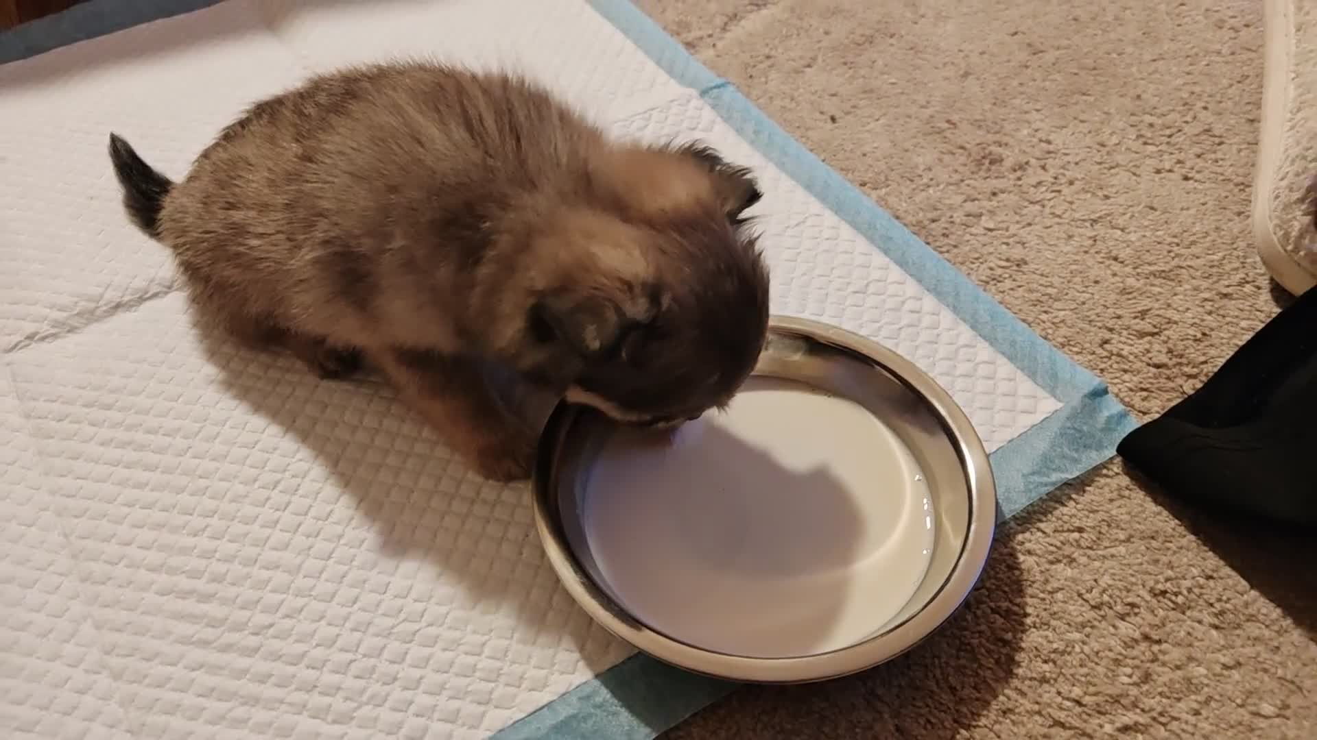 Pomchi dogs for sale: POMCHI - Video 2