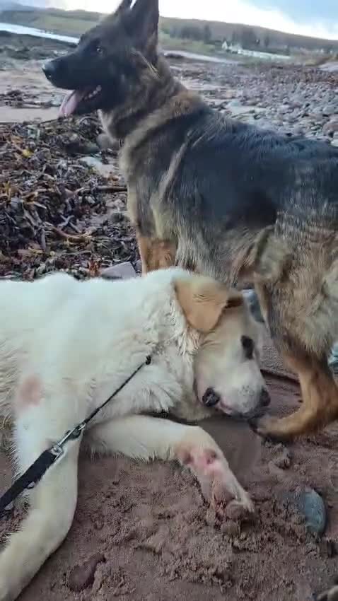 Mixed Breed dogs for sale: Highland Shepherd Puppies!!! - Video 5