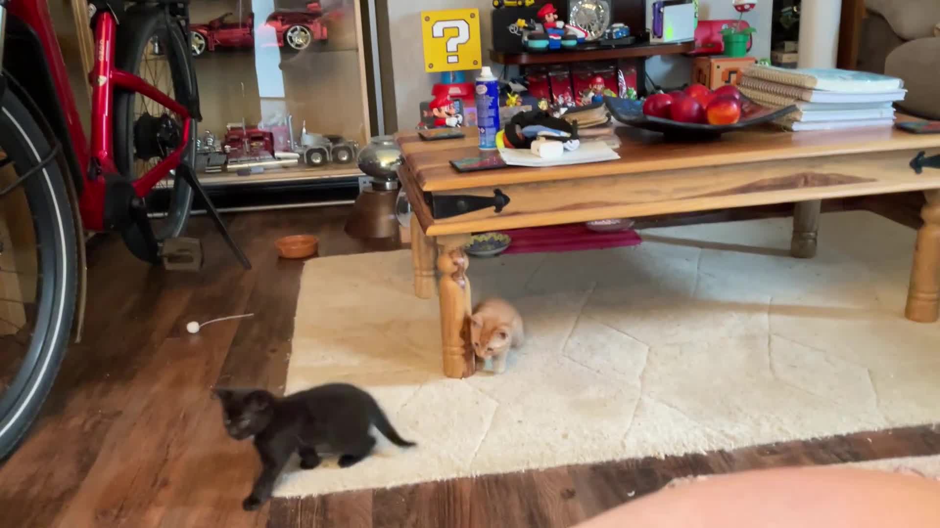 Mixed Breed cats for sale: 3 adorable domestic kittens - Video 1