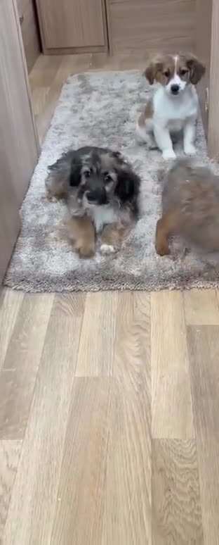 Jack Russell dogs for sale: Jack Russell Puppies… - Video 1