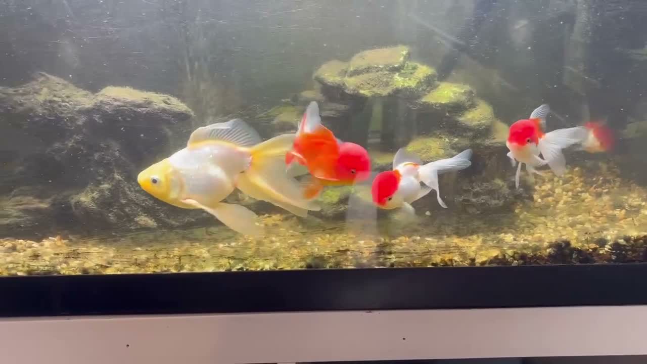 Fancy Goldfish fish for sale: Orandas and fancy goldfish  in Ferryhill - Video 1