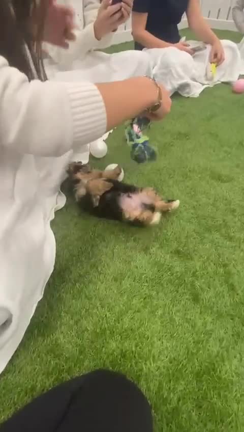 Yorkshire Terrier dogs for sale: 7 male Yorkshire terriers ready to leave.  - Video 1