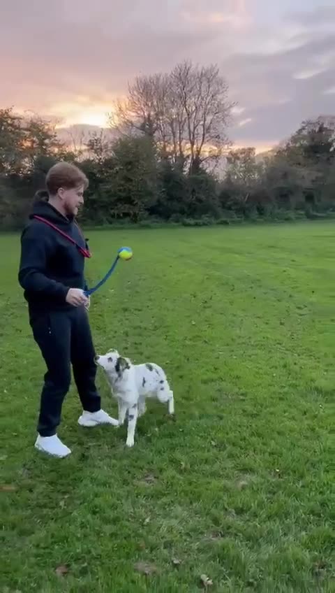 Border Collie dogs for stud: Proven pure bred tri coloured merle collie stud in Fakenham - Video 4