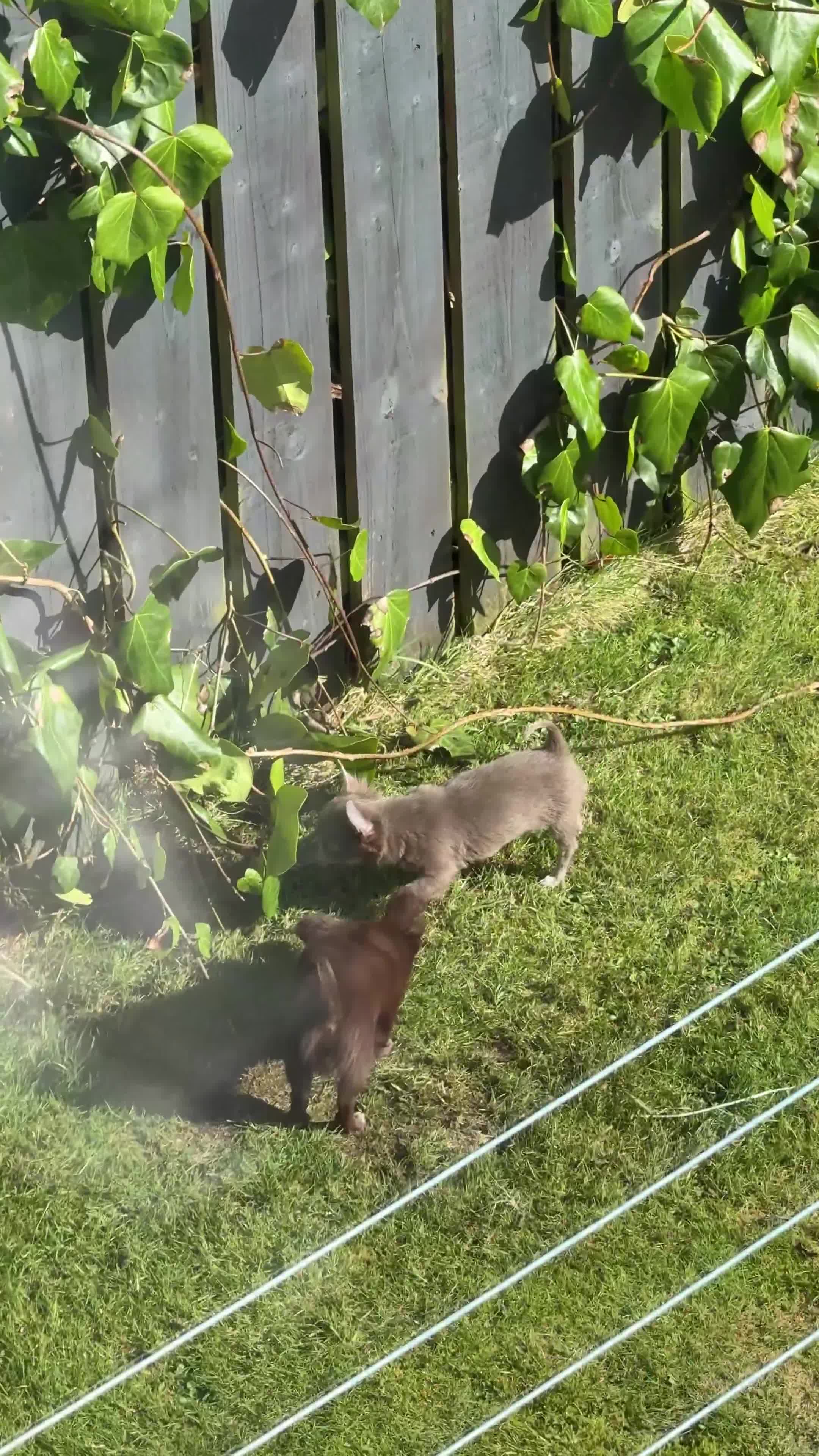 Chihuahua dogs for sale: Rehoming my 2 chihuahua boys - Video 2