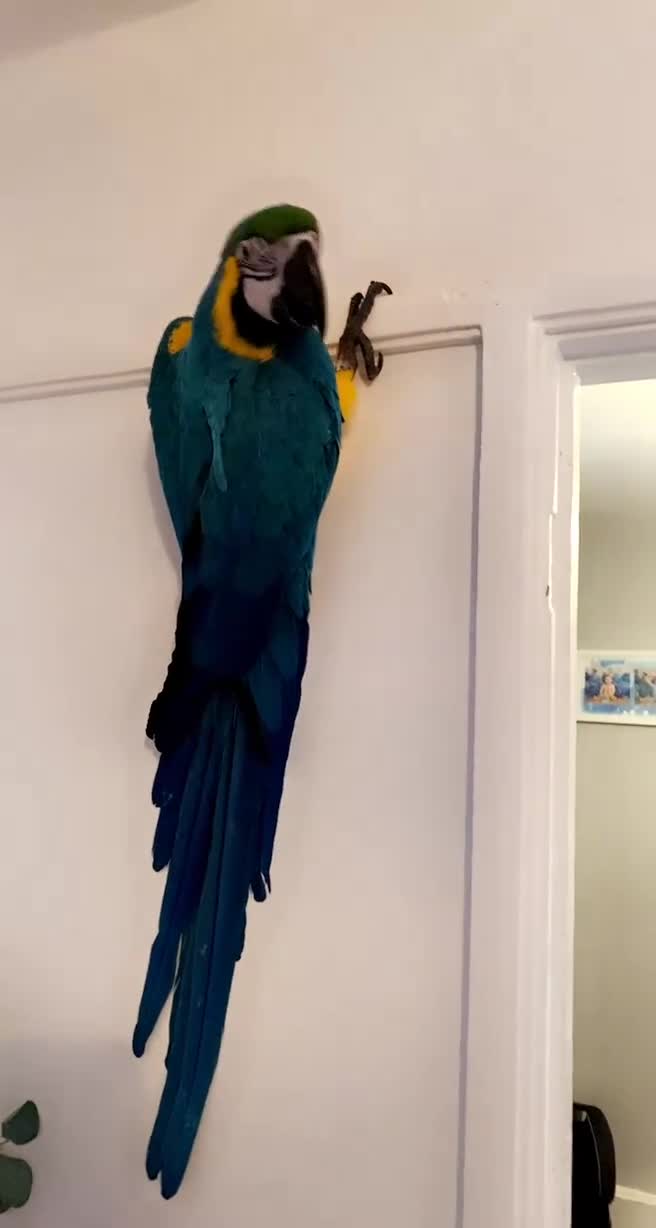 Parrots birds for sale: Male Macaw needing a new home  - Video 3