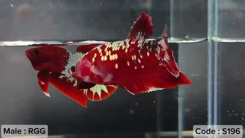 Bettas fish for sale: Red Gold Galaxy Male - Video 1