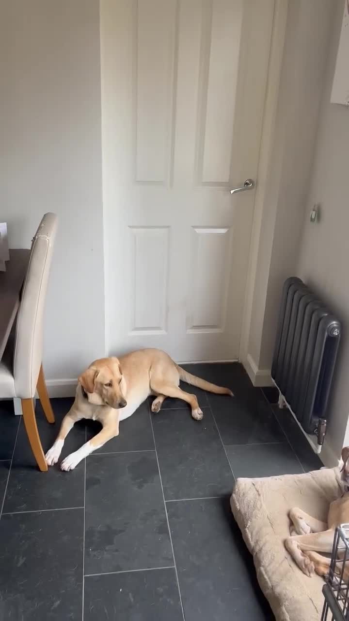 Mixed Breed dogs for adoption: LILY - Nearly 2 Years Old, Lab Mix Girl - Video 1