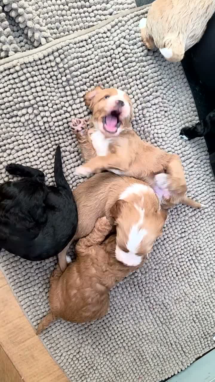 Cockapoo dogs for sale: Beautiful F1b Cockapoo Puppies – Caernarfon - Video 3